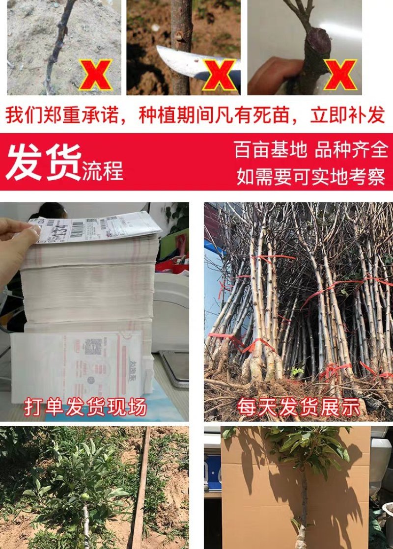 【苹果苗】新品种寒富苹果苗，烟富8号苹果苗，品种规格齐全