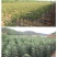 【苹果苗】新品种寒富苹果苗，烟富8号苹果苗，品种规格齐全
