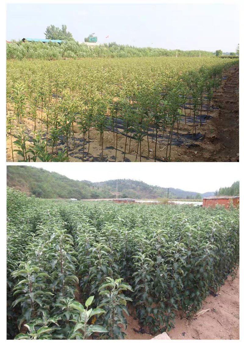 【苹果苗】新品种寒富苹果苗，烟富8号苹果苗，品种规格齐全