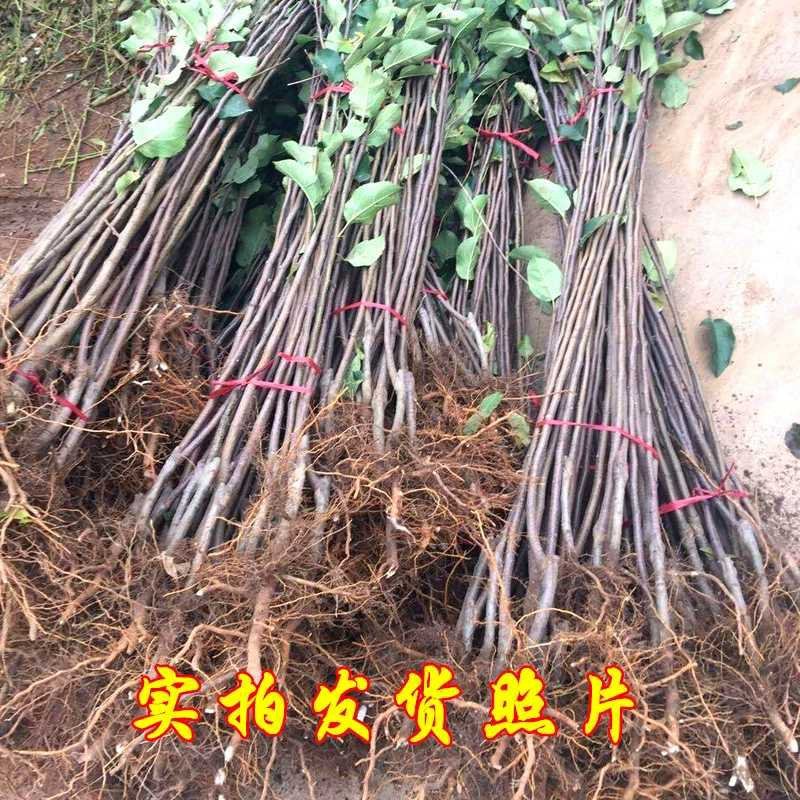 【苹果苗】新品种寒富苹果苗，烟富8号苹果苗，品种规格齐全