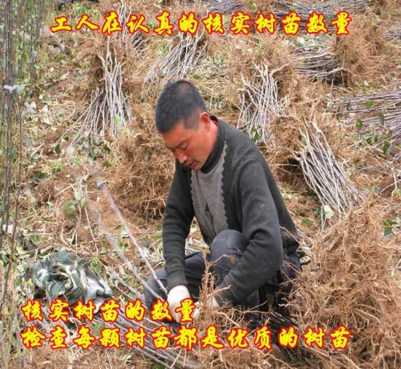 【苹果苗】新品种寒富苹果苗，烟富8号苹果苗，品种规格齐全