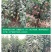【苹果苗】新品种寒富苹果苗，烟富8号苹果苗，品种规格齐全