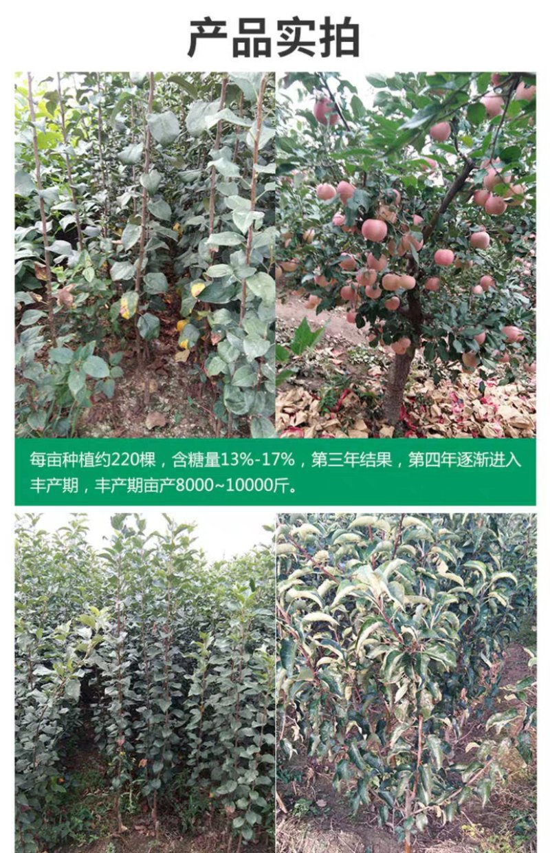 【苹果苗】新品种寒富苹果苗，烟富8号苹果苗，品种规格齐全