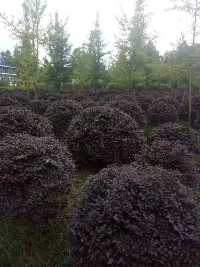红继木