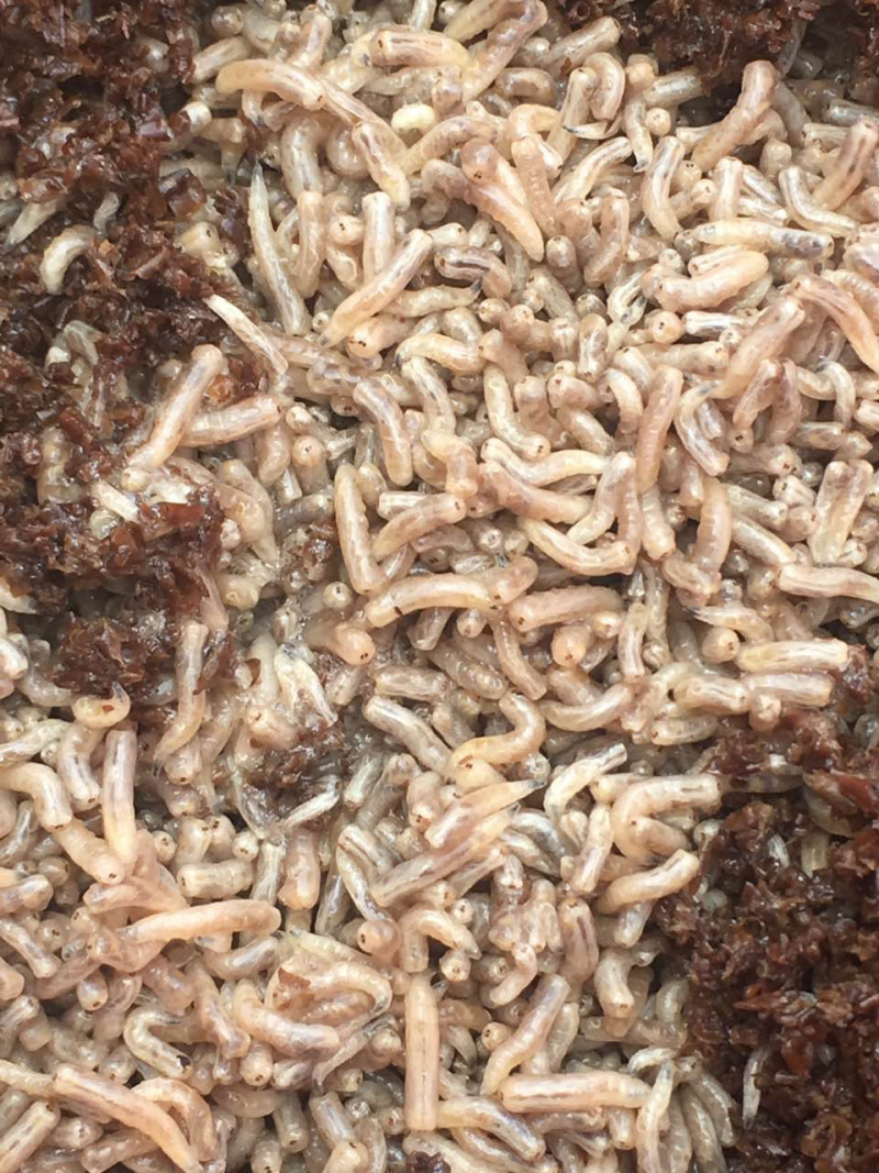 冰冻蝇蛆河蟹南美白对虾罗氏沼虾黄鳝优质饲料