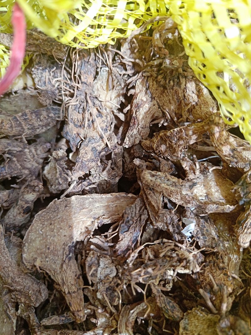 出售干白芨片