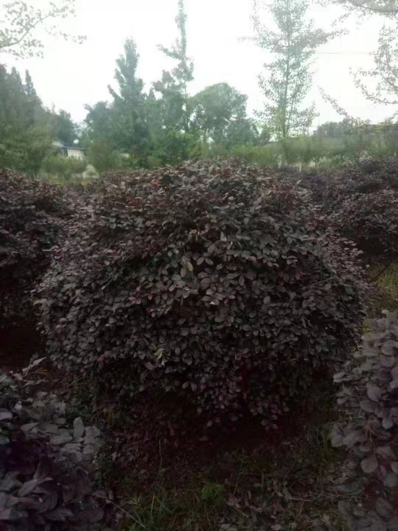 红继木