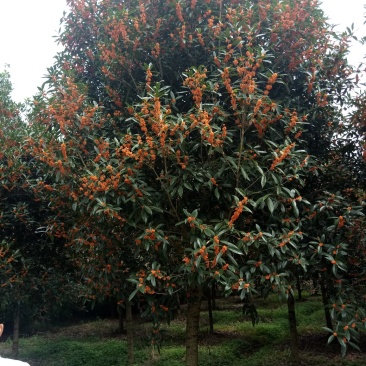 金桂花