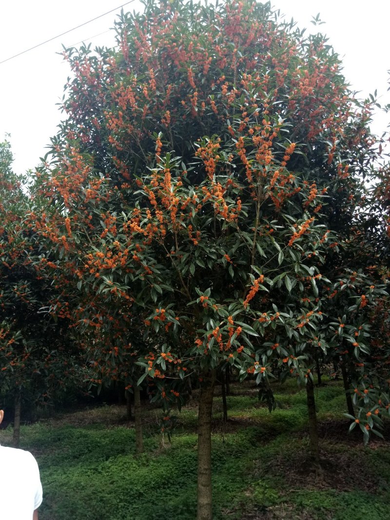 金桂花
