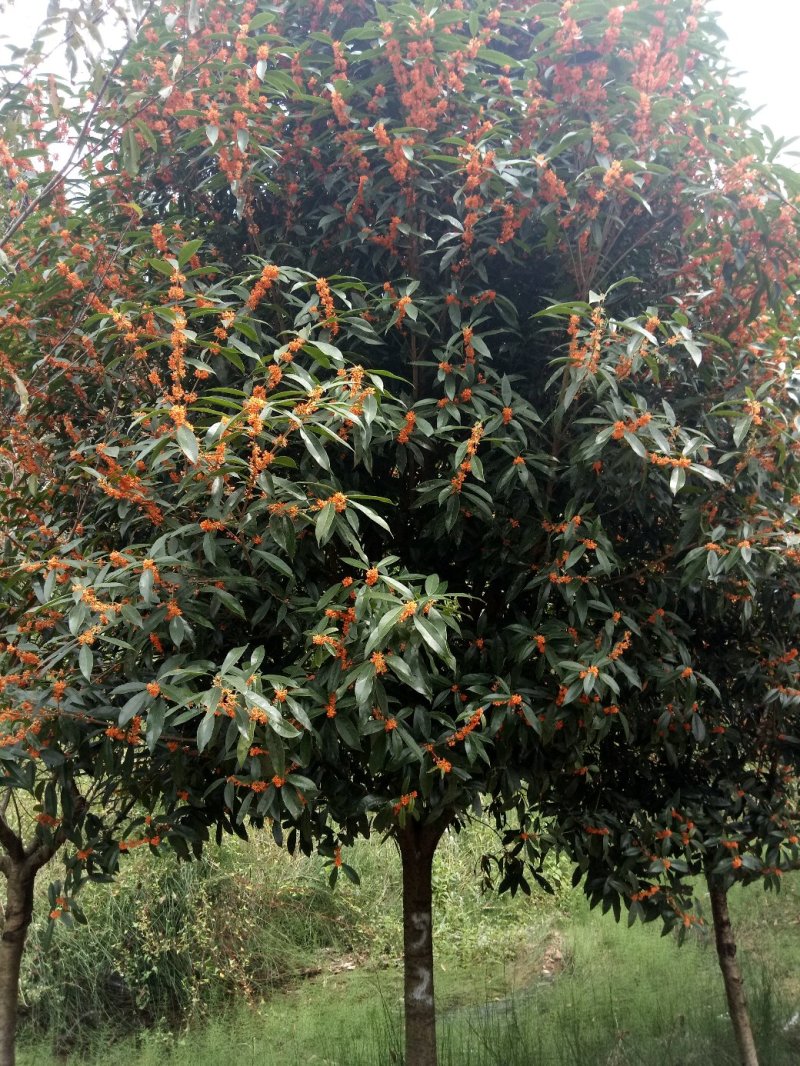 金桂花