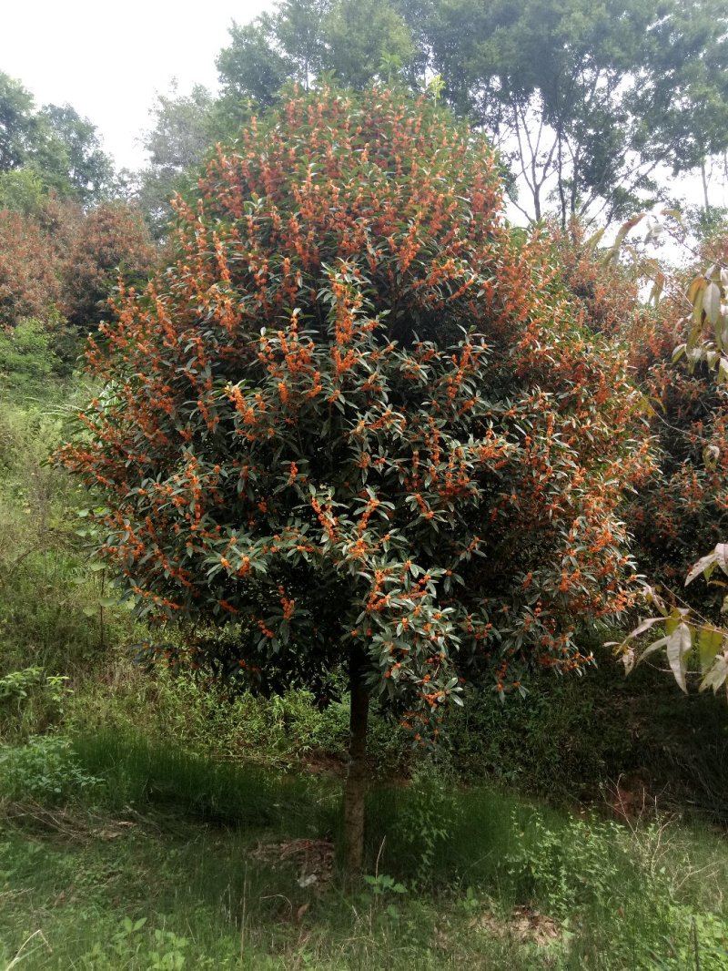 金桂花