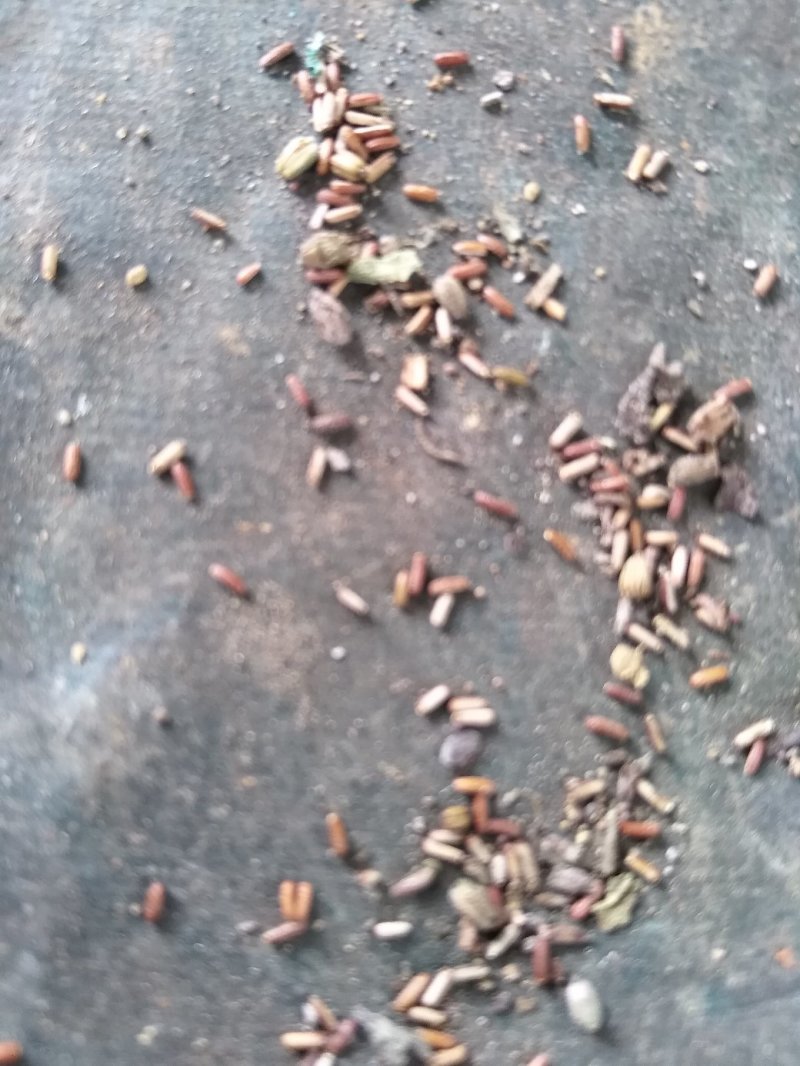 马鞭草种子出售