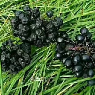 收售长梗刺五加鲜果能做种子的，只要鲜果，