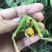 小稻蝗,绿蚂蚱,油蚂蚱棉蝗。
