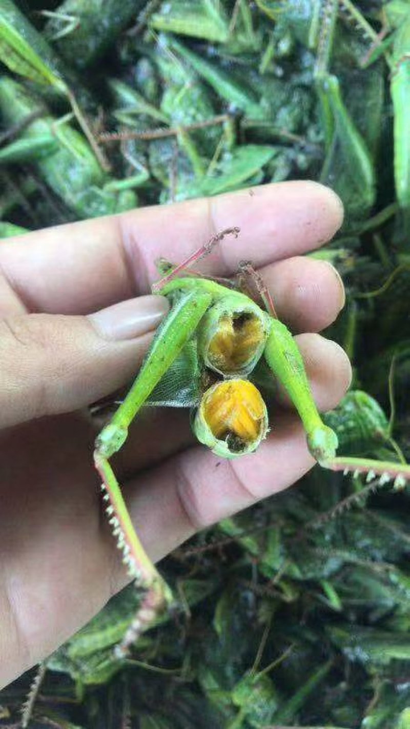 小稻蝗，绿蚂蚱，油蚂蚱棉蝗。