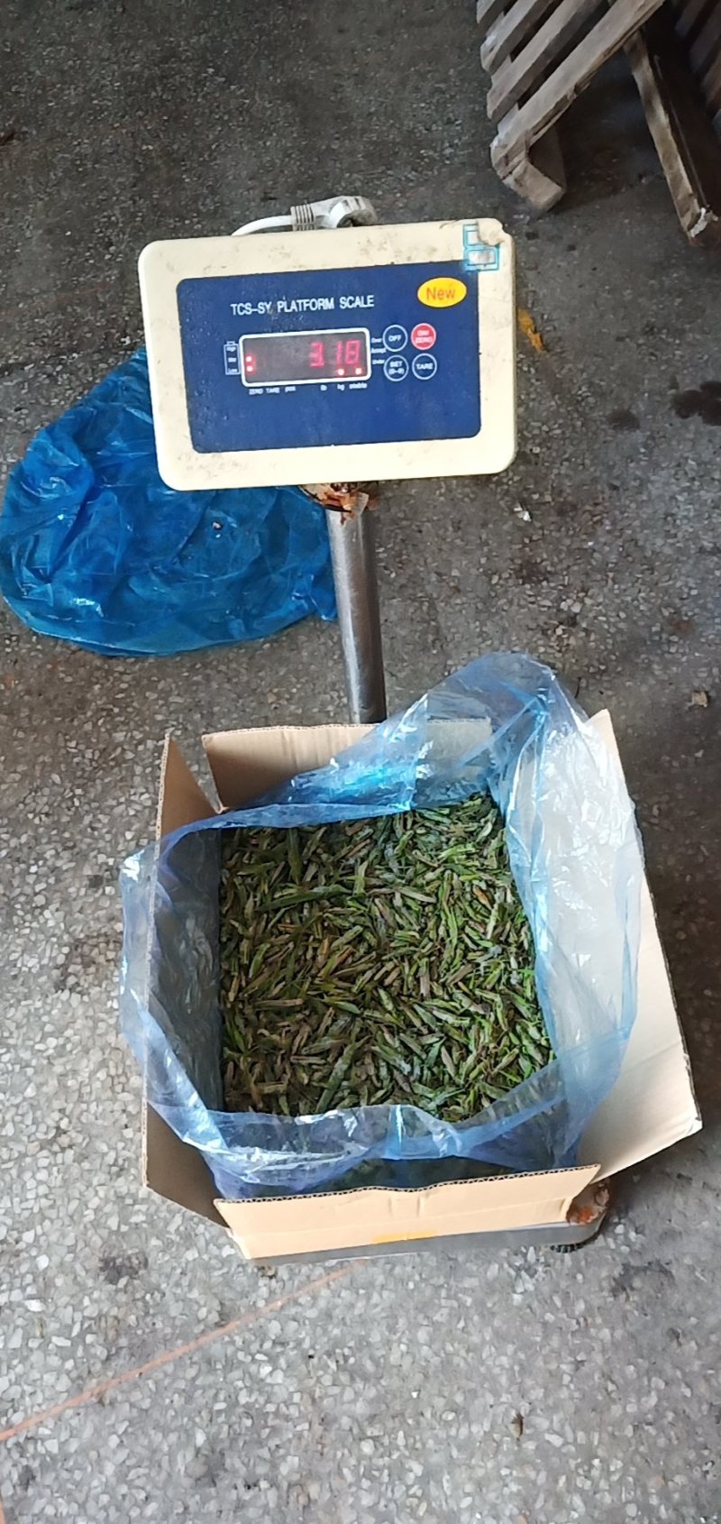 小稻蝗，绿蚂蚱，油蚂蚱棉蝗。