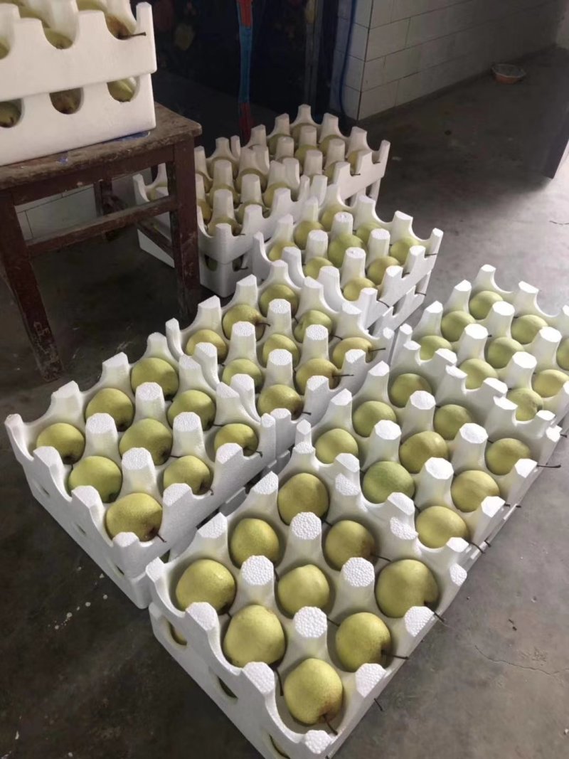 乾县甘河酥梨原产地直供咸阳酥梨可一件代发全国发货