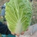 东北白菜，456净菜发市场秋宝秋黄大秋宝