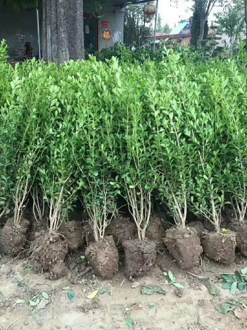 基地直销常年供应金叶女贞球卫矛球大叶黄杨球红叶石楠球金森