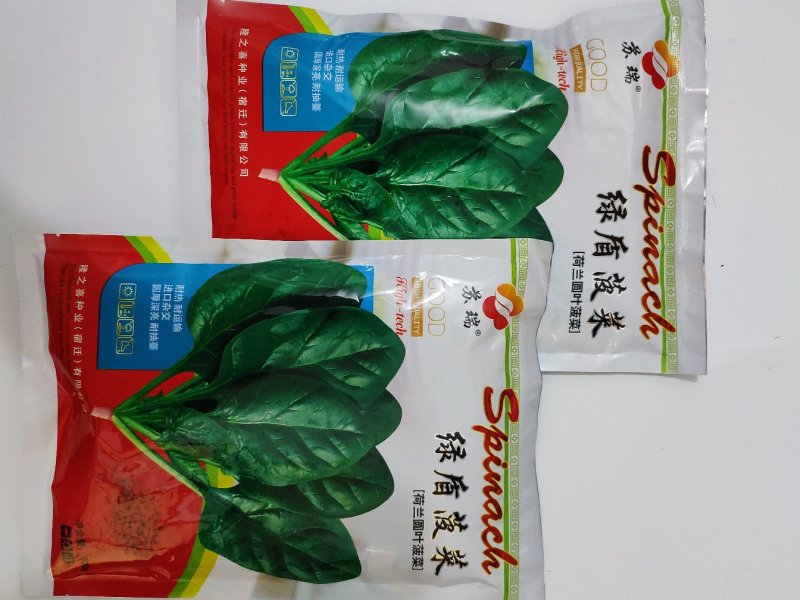 荷兰绿盾黑圆叶菠菜种籽耐寒抗病红根菠菜