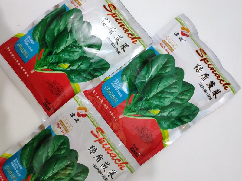 荷兰绿盾黑圆叶菠菜种籽耐寒抗病红根菠菜