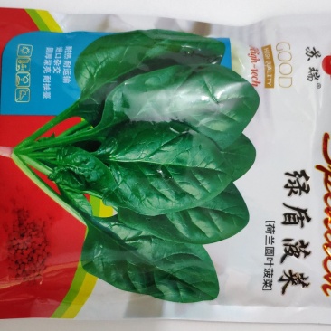 荷兰绿盾黑圆叶菠菜种籽耐寒抗病红根菠菜