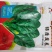 荷兰绿盾黑圆叶菠菜种籽耐寒抗病红根菠菜