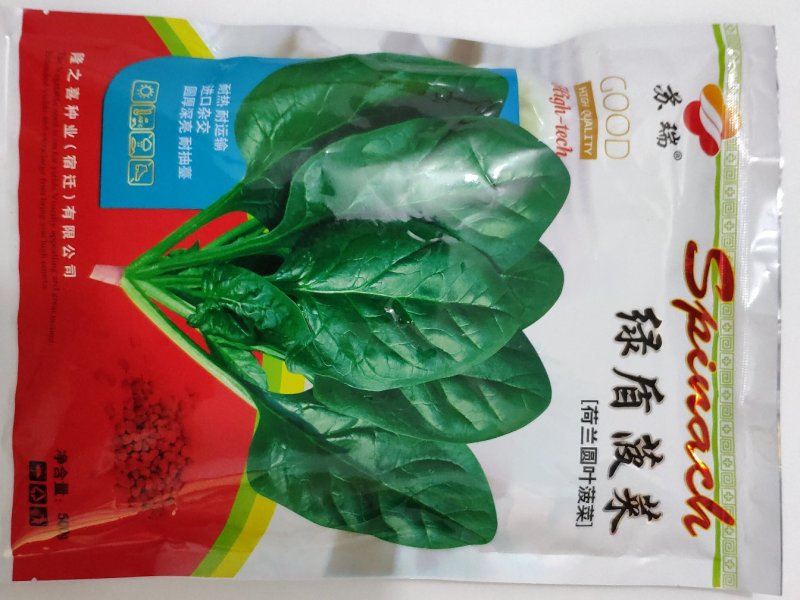 荷兰绿盾黑圆叶菠菜种籽耐寒抗病红根菠菜