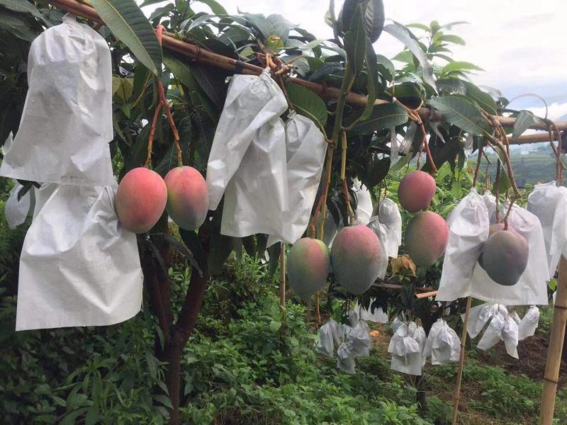 【凯特芒】大量上市，物美价廉一手货源欢迎咨询！