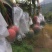 【凯特芒】大量上市，物美价廉一手货源欢迎咨询！