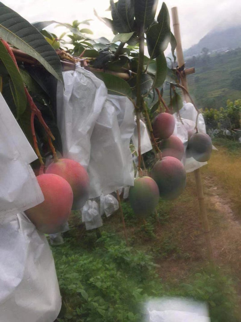 【凯特芒】大量上市，物美价廉一手货源欢迎咨询！