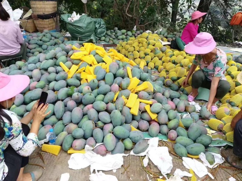【凯特芒】大量上市，物美价廉一手货源欢迎咨询！