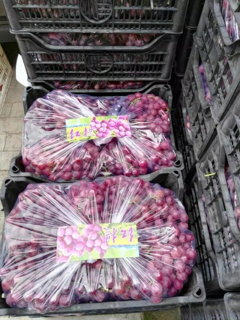 精品红提，一手货源，品质保证。