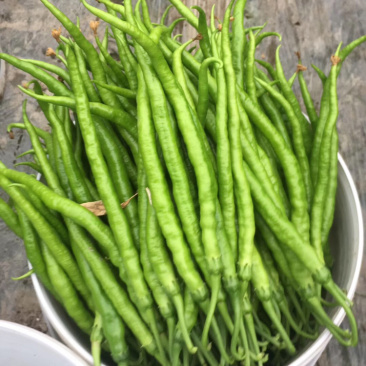 二荆条辣椒长度35公分左右，青黄皮