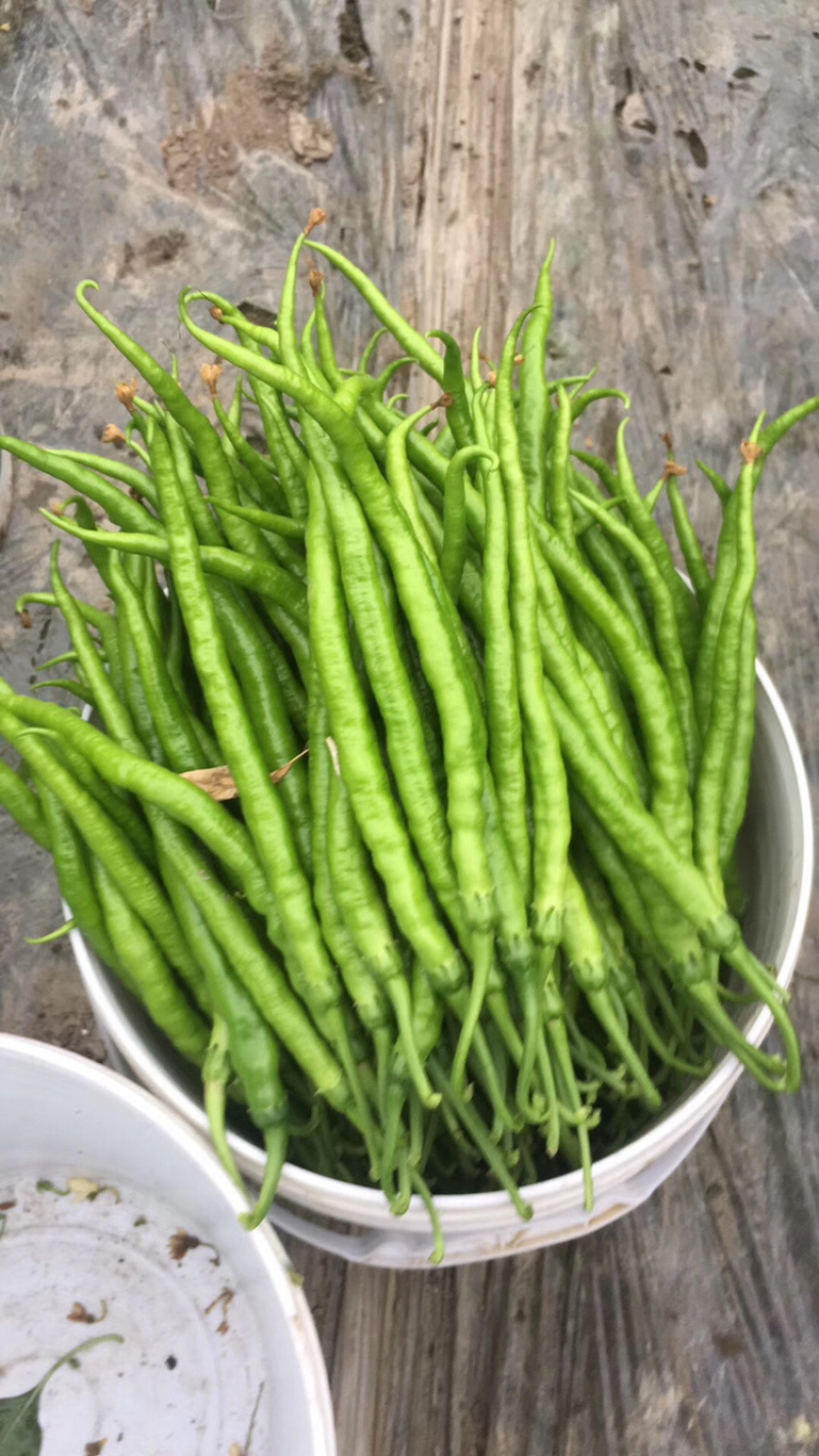 二荆条辣椒长度35公分左右，青黄皮