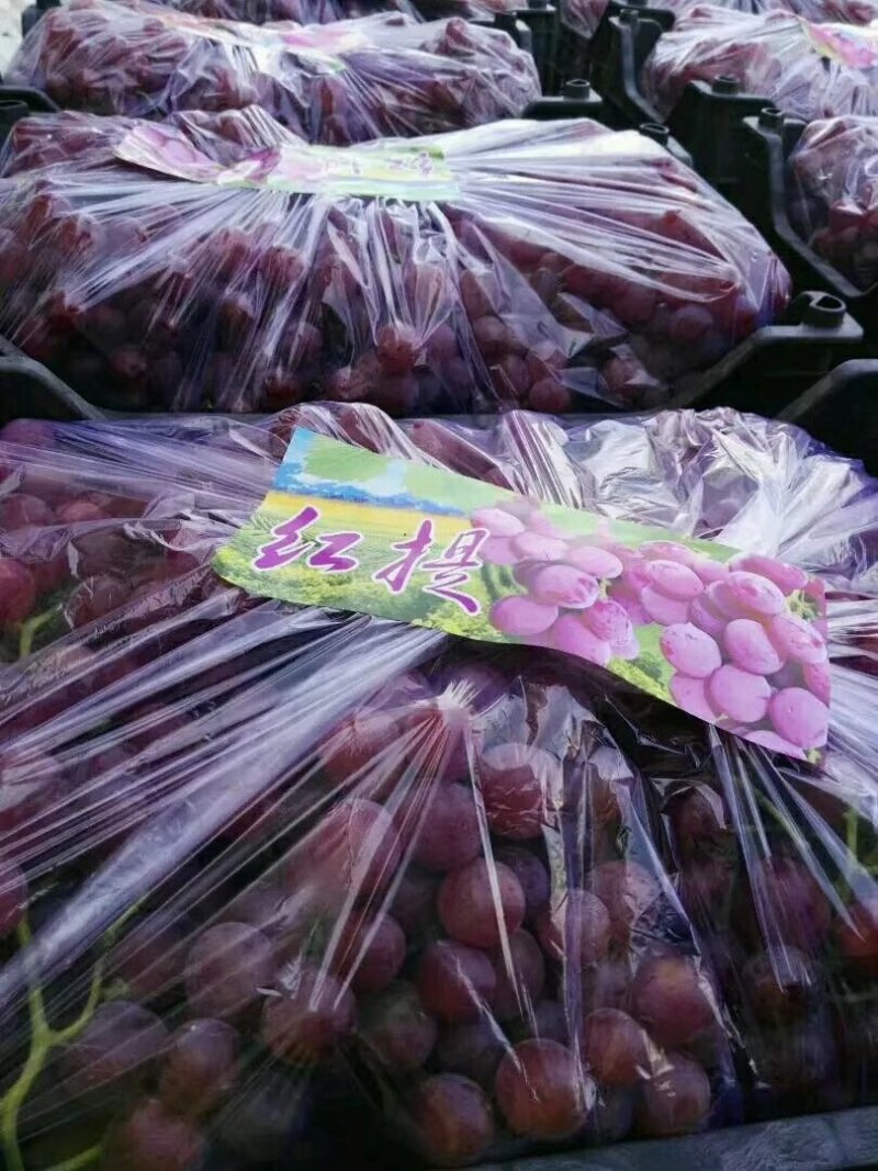 防雨棚红提葡萄，现摘现卖，新鲜供货，耐运输储存