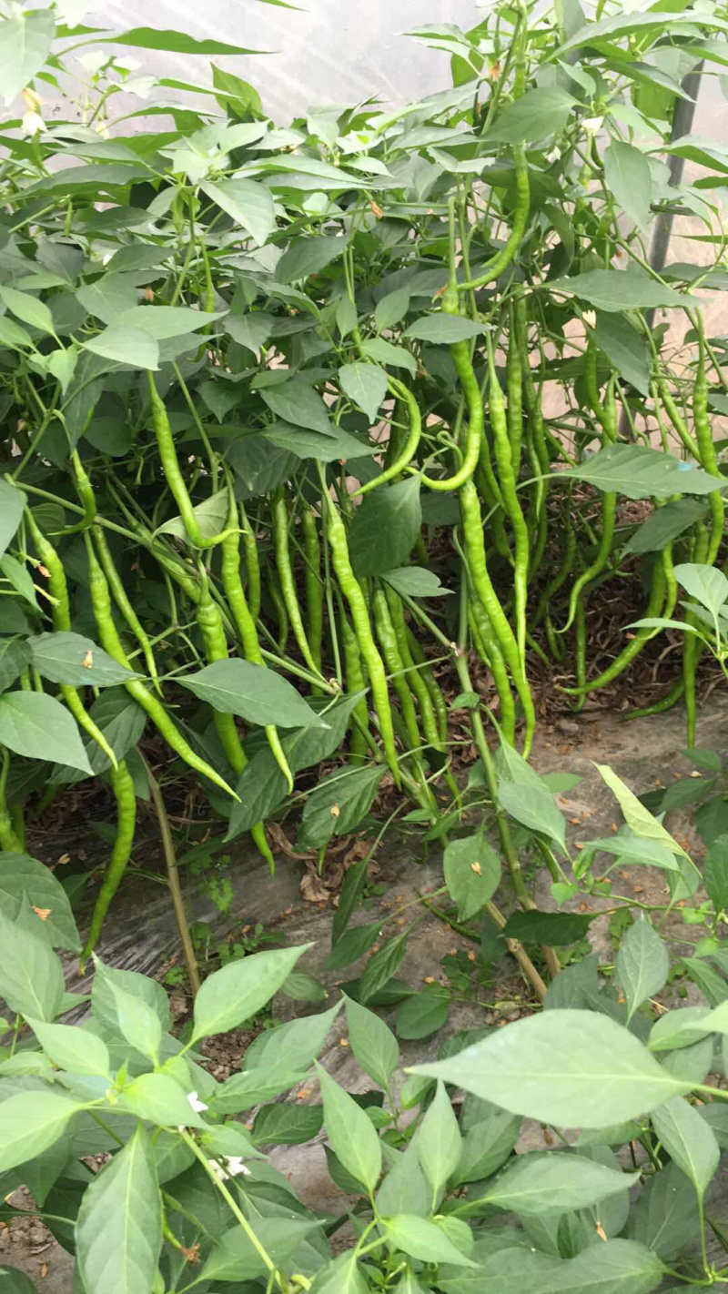 二荆条辣椒长度35公分左右，青黄皮