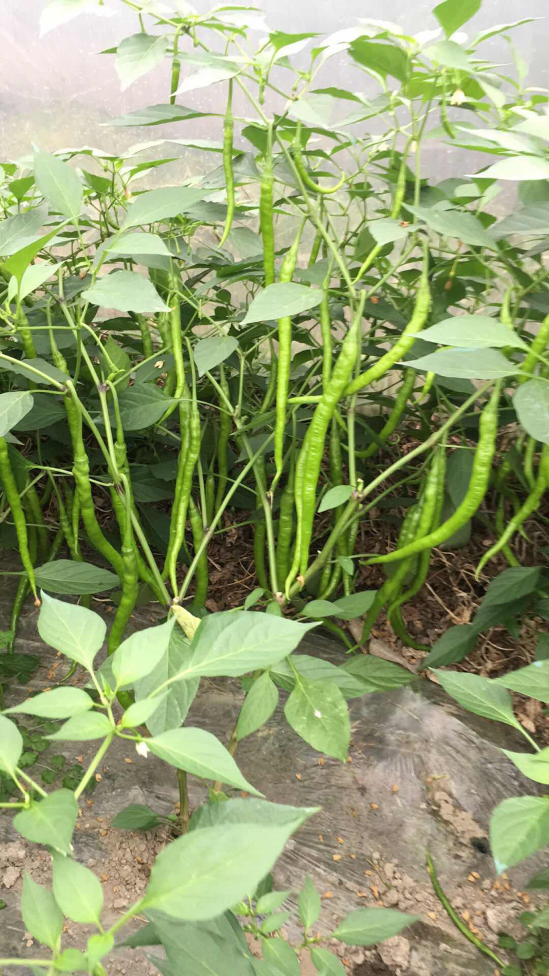 二荆条辣椒长度35公分左右，青黄皮