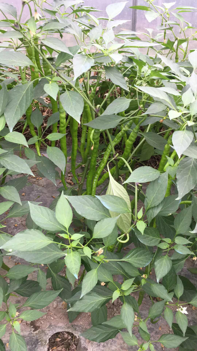 二荆条辣椒长度35公分左右，青黄皮