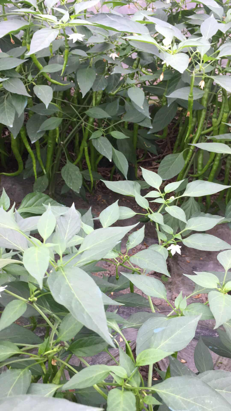 二荆条辣椒长度35公分左右，青黄皮