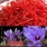 正宗红花藏红花