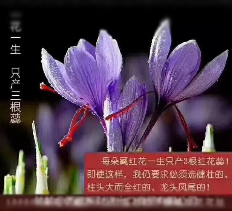 正宗红花藏红花