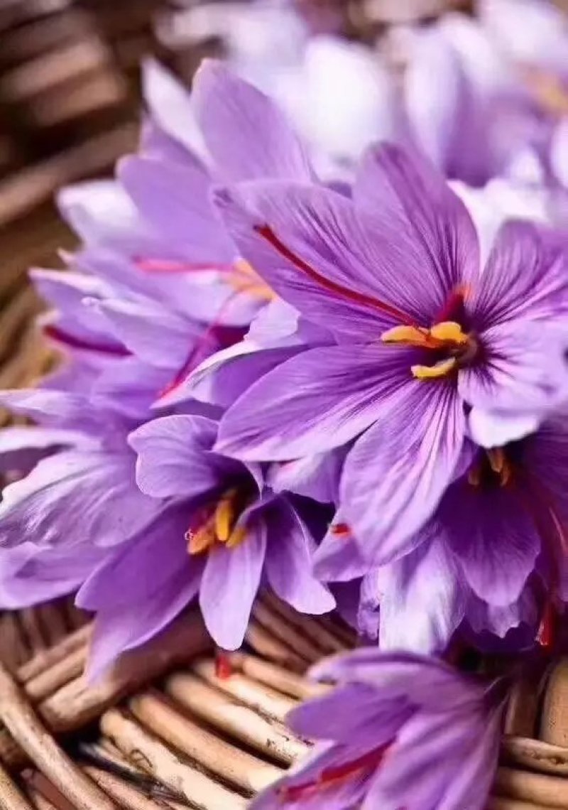 正宗红花藏红花