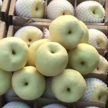 砀山酥梨:4两起步、一手货源、产地直发，个头均匀质优价廉