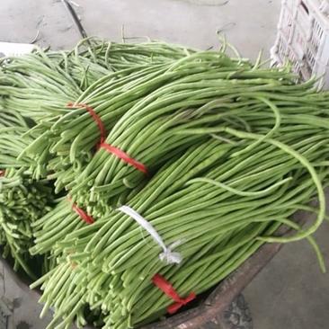 【精品】长豇豆大量供应，长度在60公分以上，色光清绿！