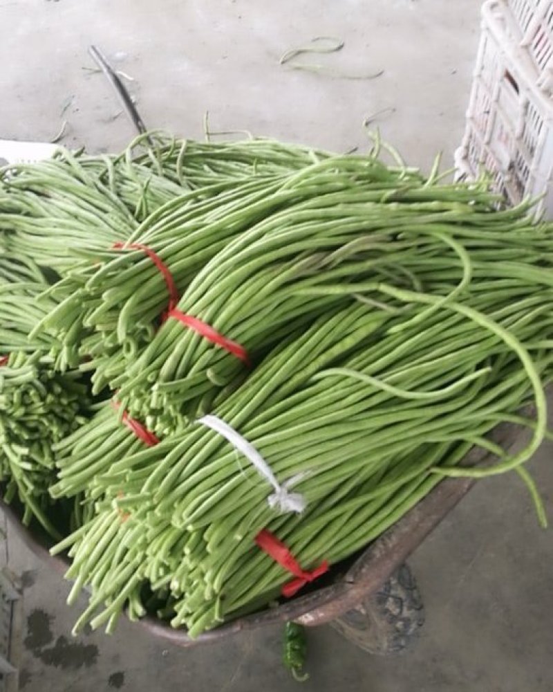 急售东台豇豆/缸豆/豆角/江苏豆角/青条豆角大量供应