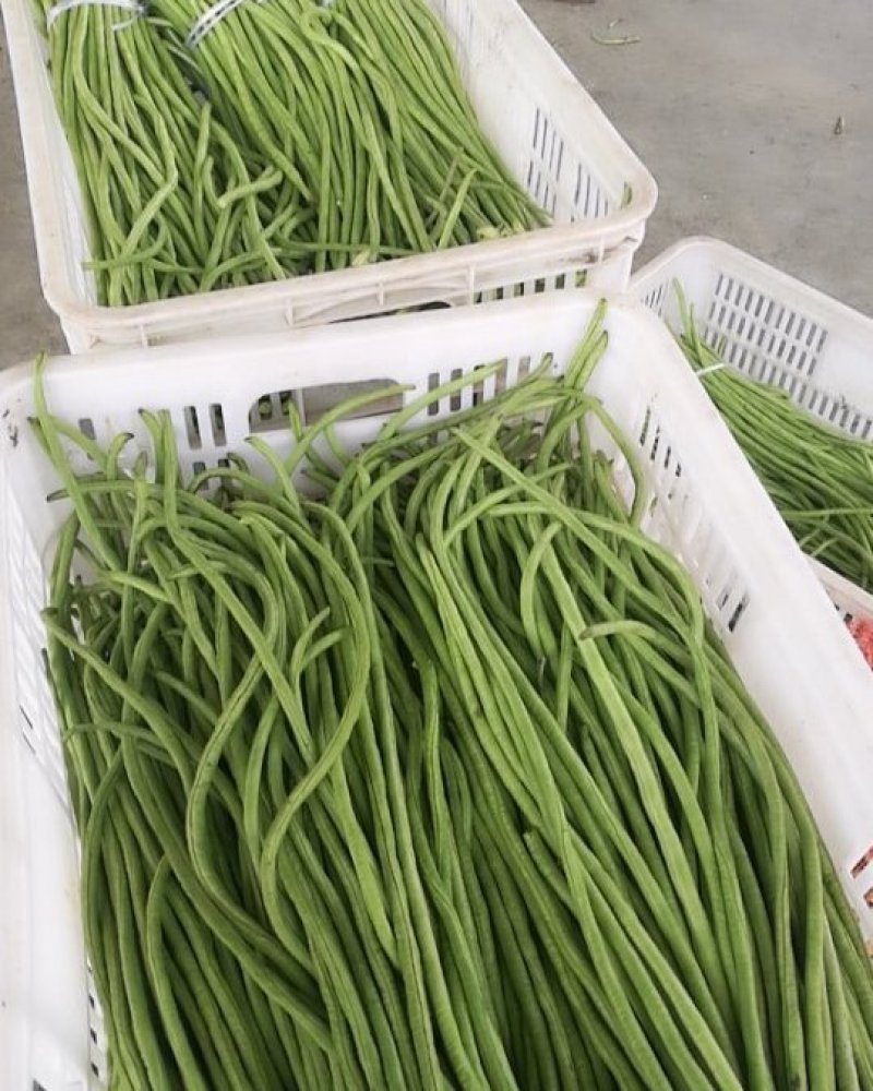 急售东台豇豆/缸豆/豆角/江苏豆角/青条豆角大量供应