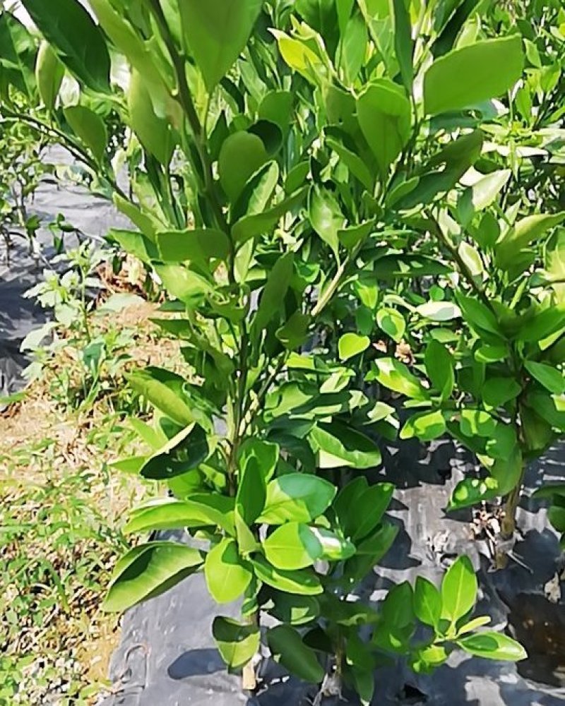 大芬4号特早柑苗7月初成熟品种纯正包邮免费枝术支持