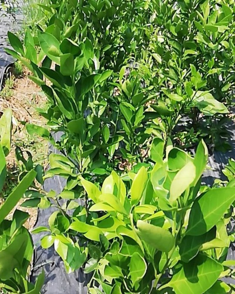 大芬4号特早柑苗7月初成熟品种纯正包邮免费枝术支持