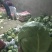 精品软甘蓝批发各大市场各种规格产地直发一手货源欢迎咨询